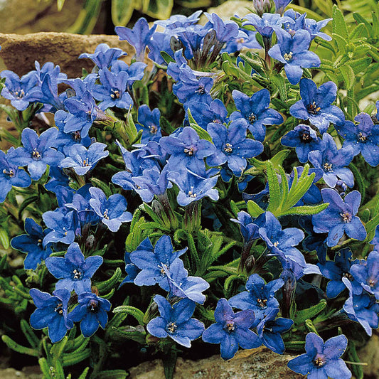 Grémil 'Heavenly Blue' - Caractéristiques des plantes