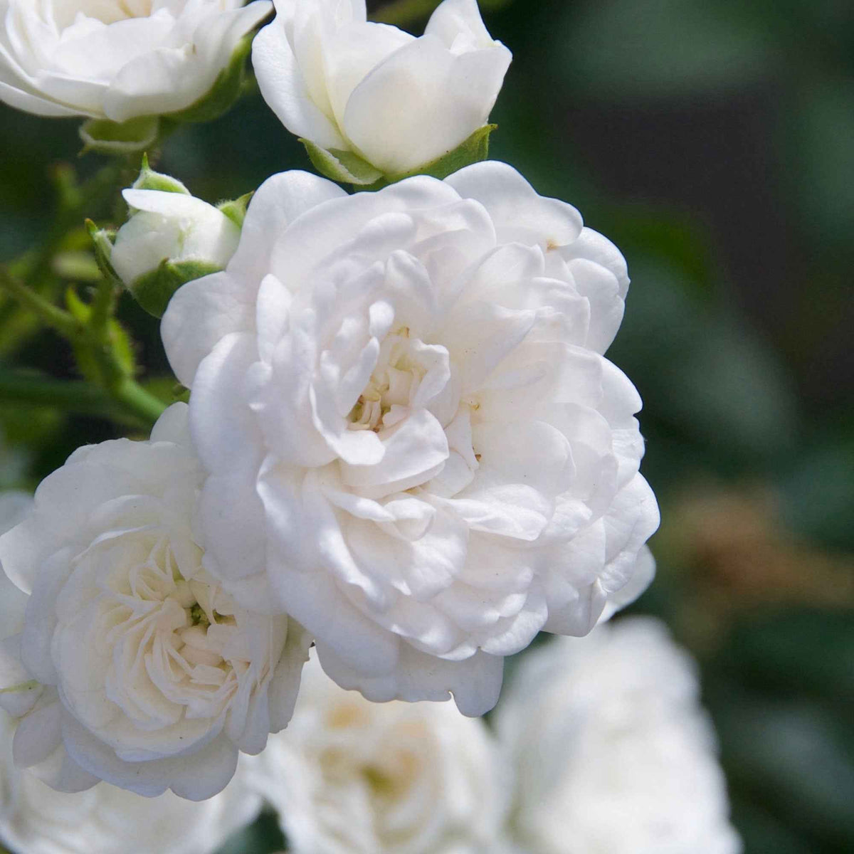 Rosa crystal fairy ® - Rosier 'Crystal Fairy' - Rosiers couvre-sol