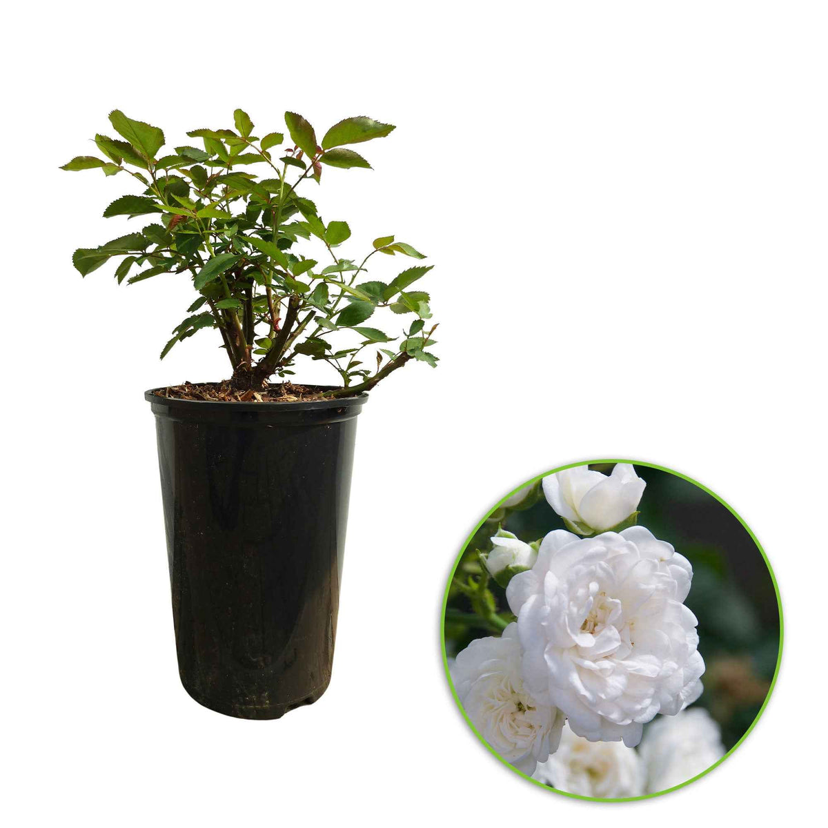 Rosa Diamant ® - Rosier couvre-sol 'Diamant' - Rosiers couvre-sol