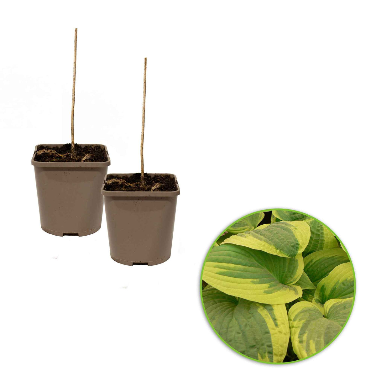 Hosta - Hosta 'Wide Brim' - Hosta hybride wide brim