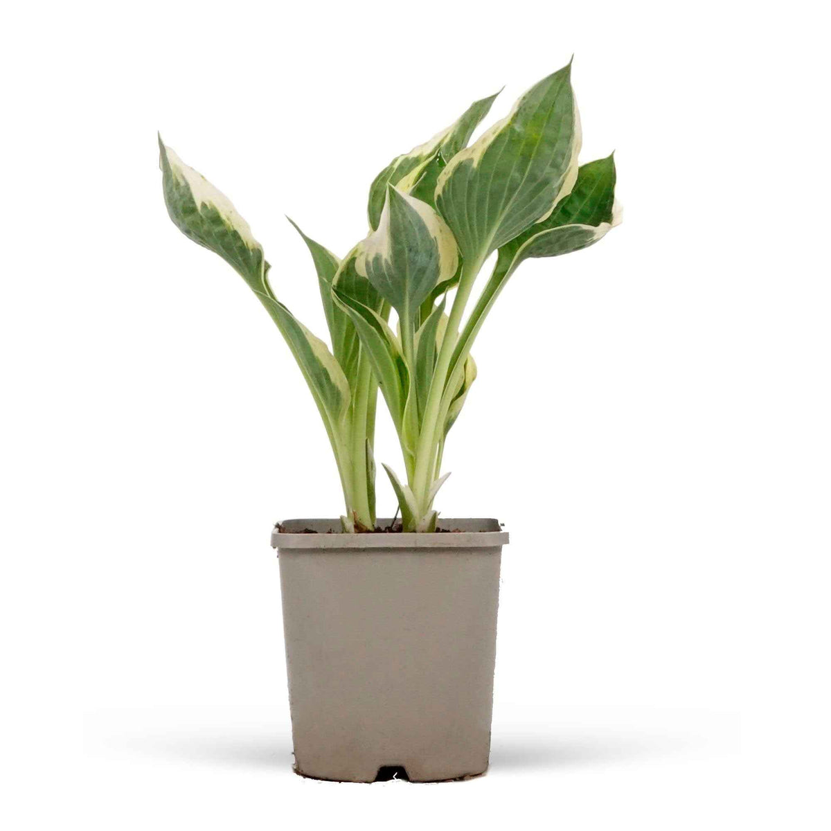 Vente Hosta 'Patriot' - Hosta hybride patriot