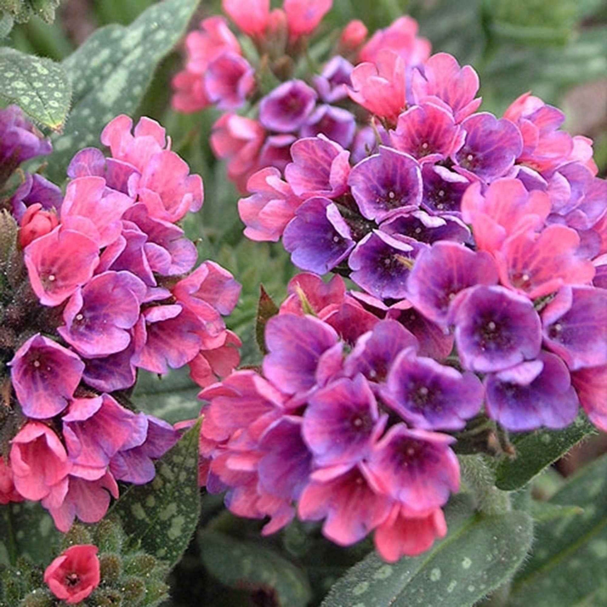 Pulmonaria 'Raspberry Splash' - Pulmonaria raspberry splash - Bakker