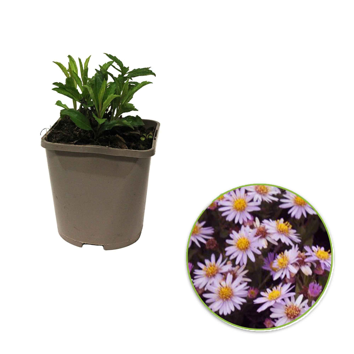 Vente Astère nain d'automne Stardust - Aster ageratoides Stardust
