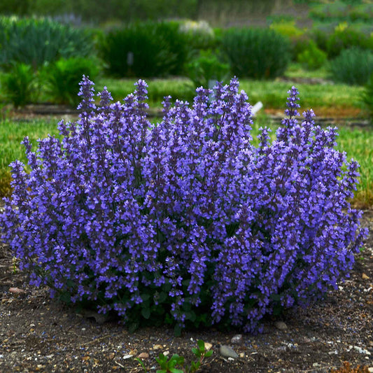 Nepeta parfumée 'Cat's Pyjamas' - Bakker