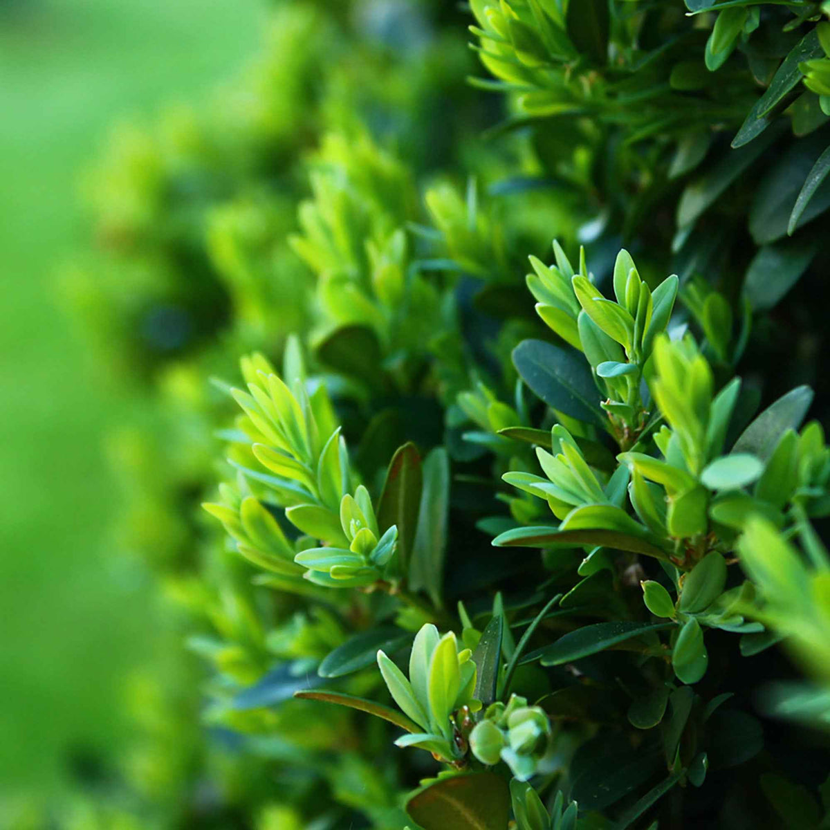 Buis - Buis commun - Buxus sempervirens