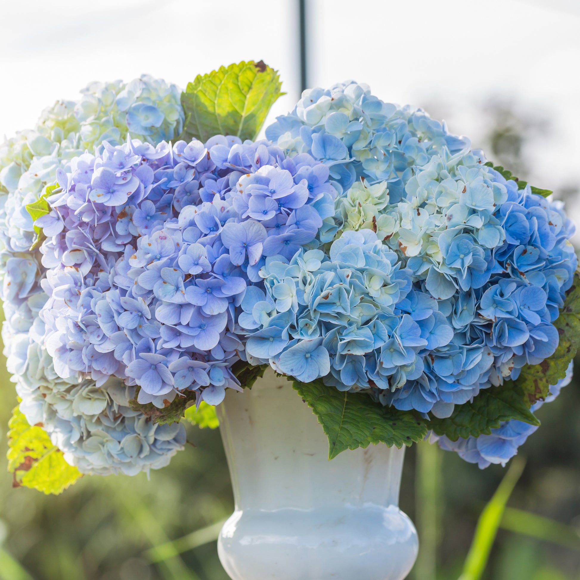 Hydrangea macrophylla - Hortensia bleu - Hortensia macrophylla