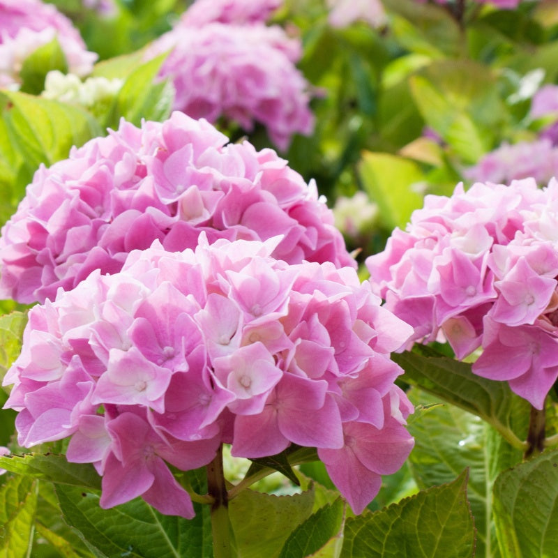 Hortensia rose - Hydrangea macrophylla - Bakker