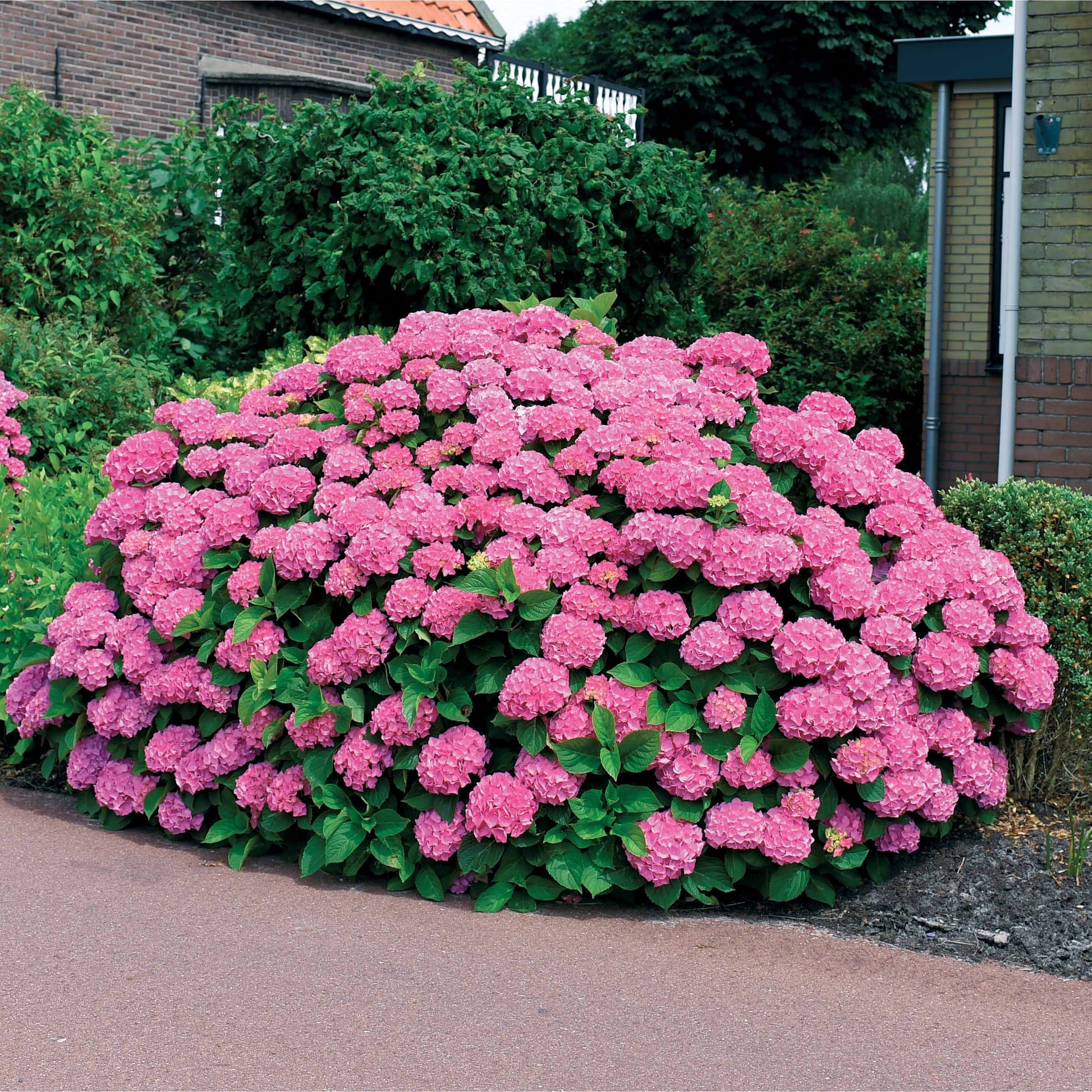 Hortensia macrophylla - Hortensia rose - Hydrangea macrophylla