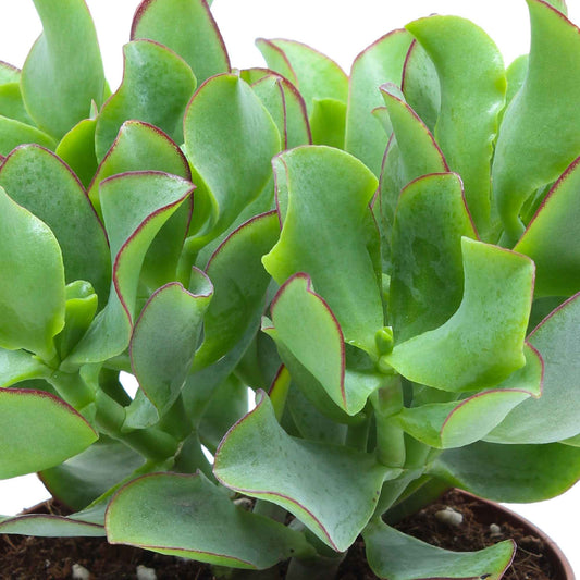 Crassula Arborescens 'Curly Green' - Bakker