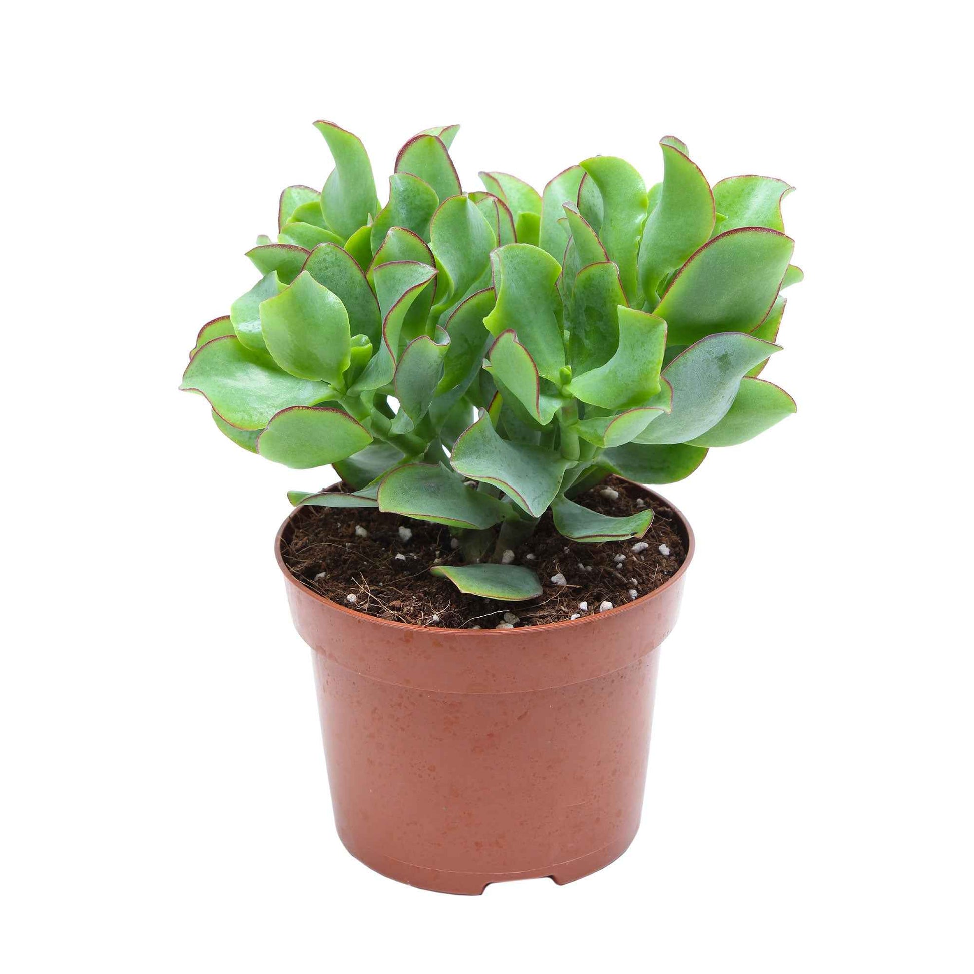Crassula Arborescens 'Curly Green' - Crassula arborescens Curly Green - Bakker