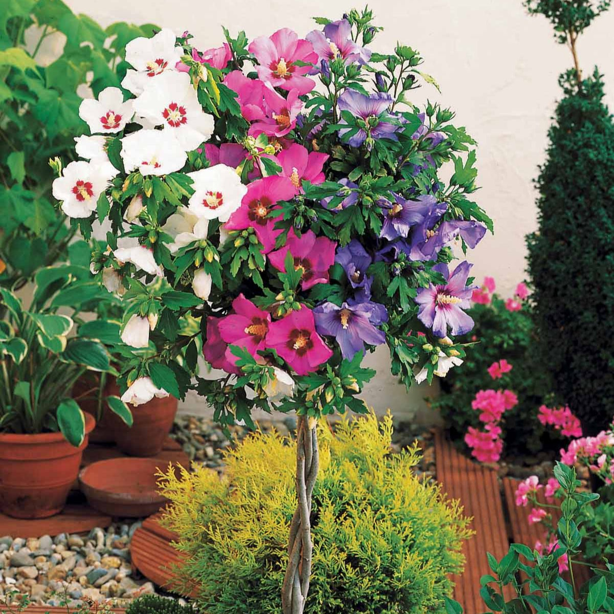 Hibiscus 'Rouge-Blanc-Bleu' sur tige - Hibiscus syriacus - Bakker