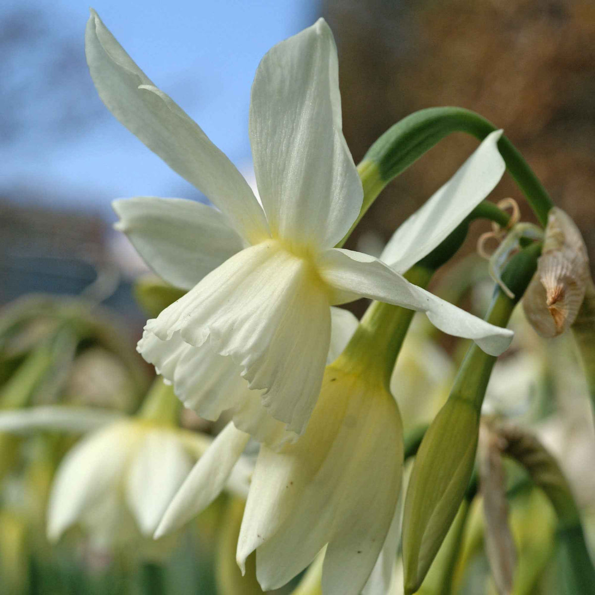 7 Narcisses Thalia - Bakker