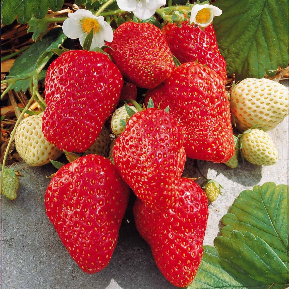Fragaria x ananassa Mount Everest - Fraisier 'Mount Everest' - Fraisiers