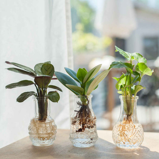 Mélange hydroponie et ses 3 vases - Bakker