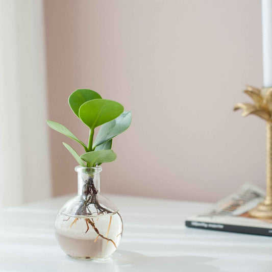 Clusia Samoa et son vase - Bakker