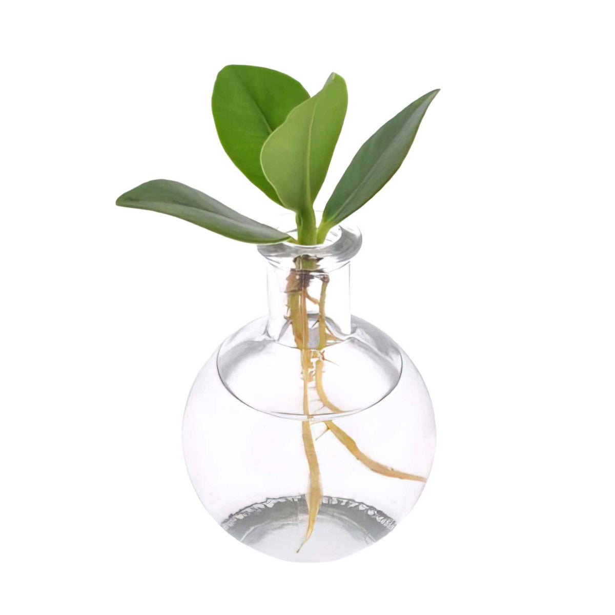 Clusia samoa - Clusia Samoa et son vase - Plantes hydroponiques