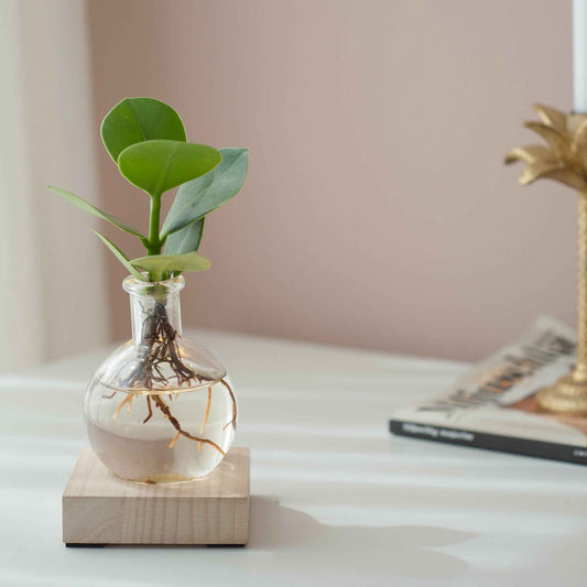 Clusia Samoa et son vase avec LED - Bakker