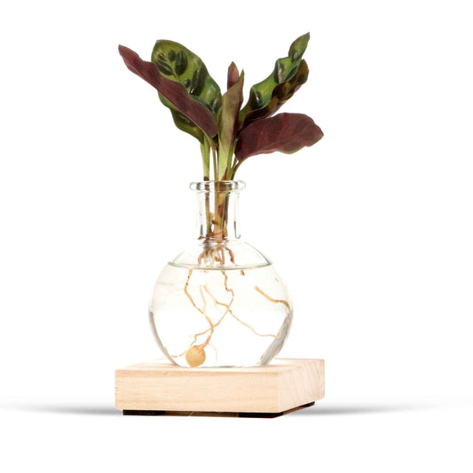 calathea en verre Samoa avec éclairage LED - Hydroponique - Collection de Noël