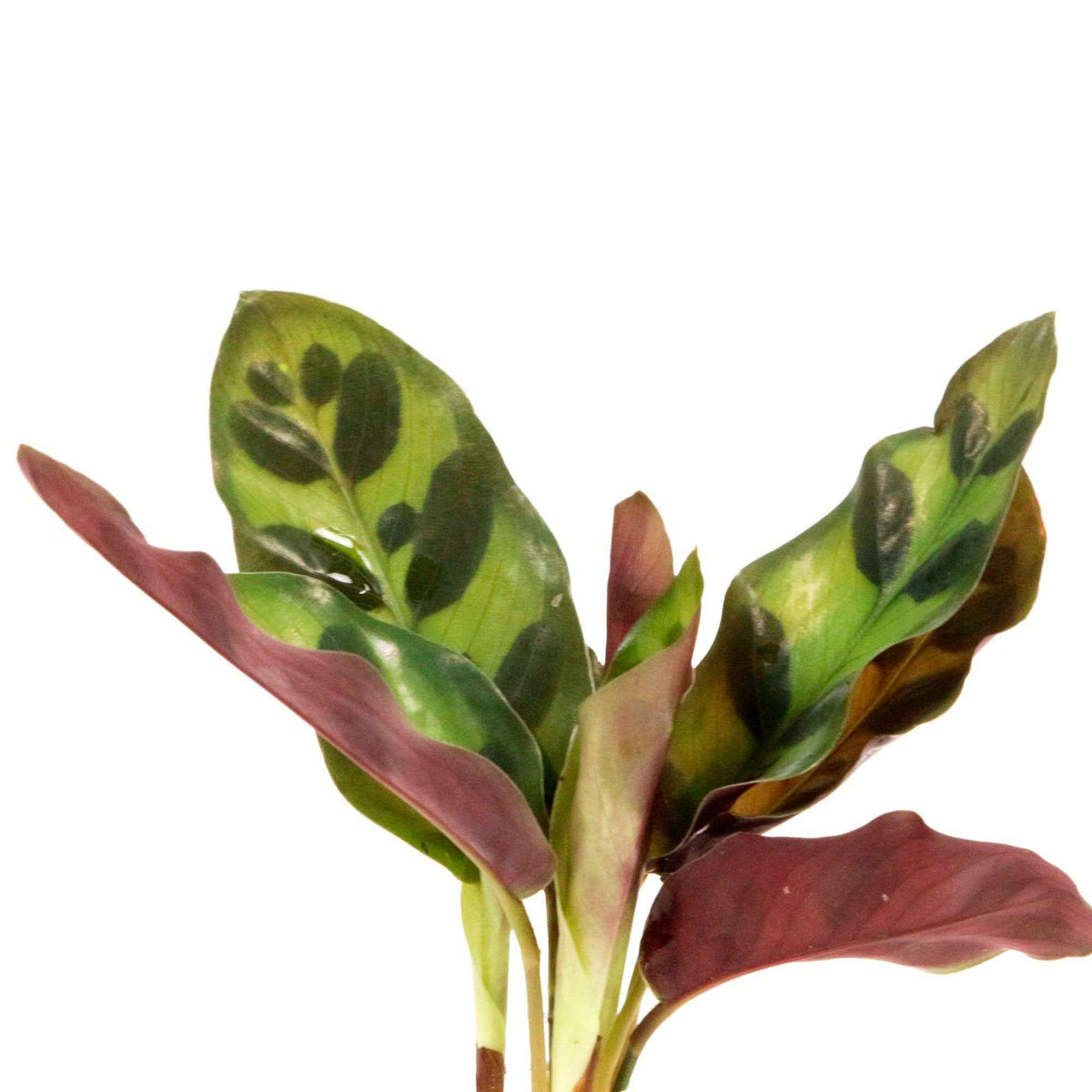 Calathea Insignis et son vase avec LED - Calathea insignis - Bakker