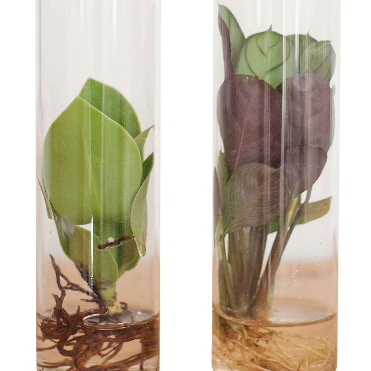 Stekmix Tube glas 2st - Collection de 2 plantes hydroponiques et ses tubes en verre - Plantes hydroponiques