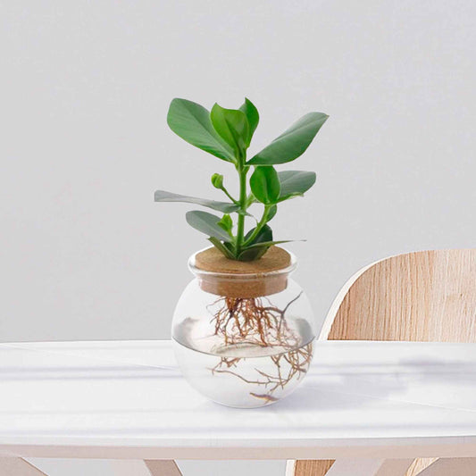 Clusia Met et son Ampoule vase - Bakker