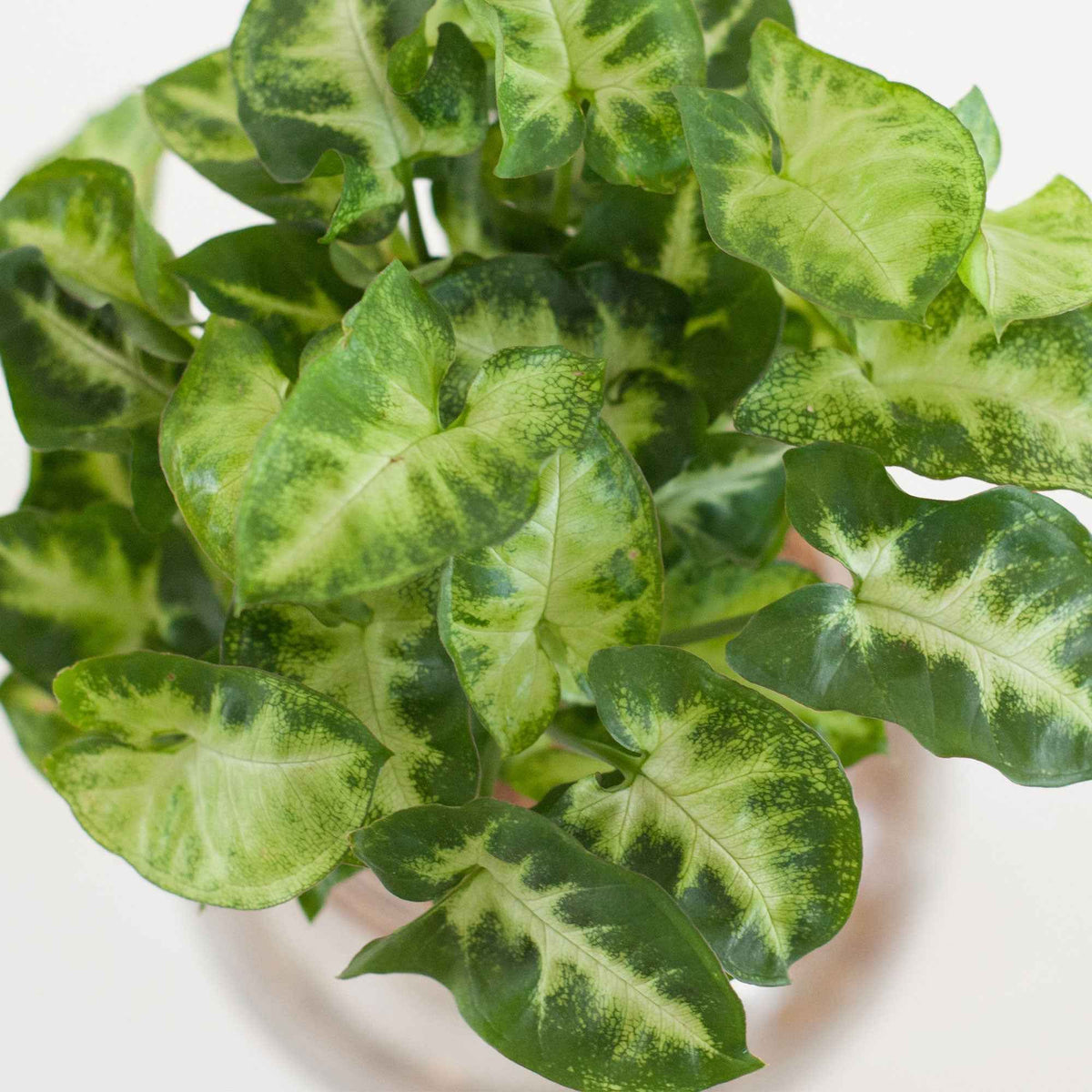 Syngonium - Syngonium 25/35 - Compositions de plantes d'intérieur