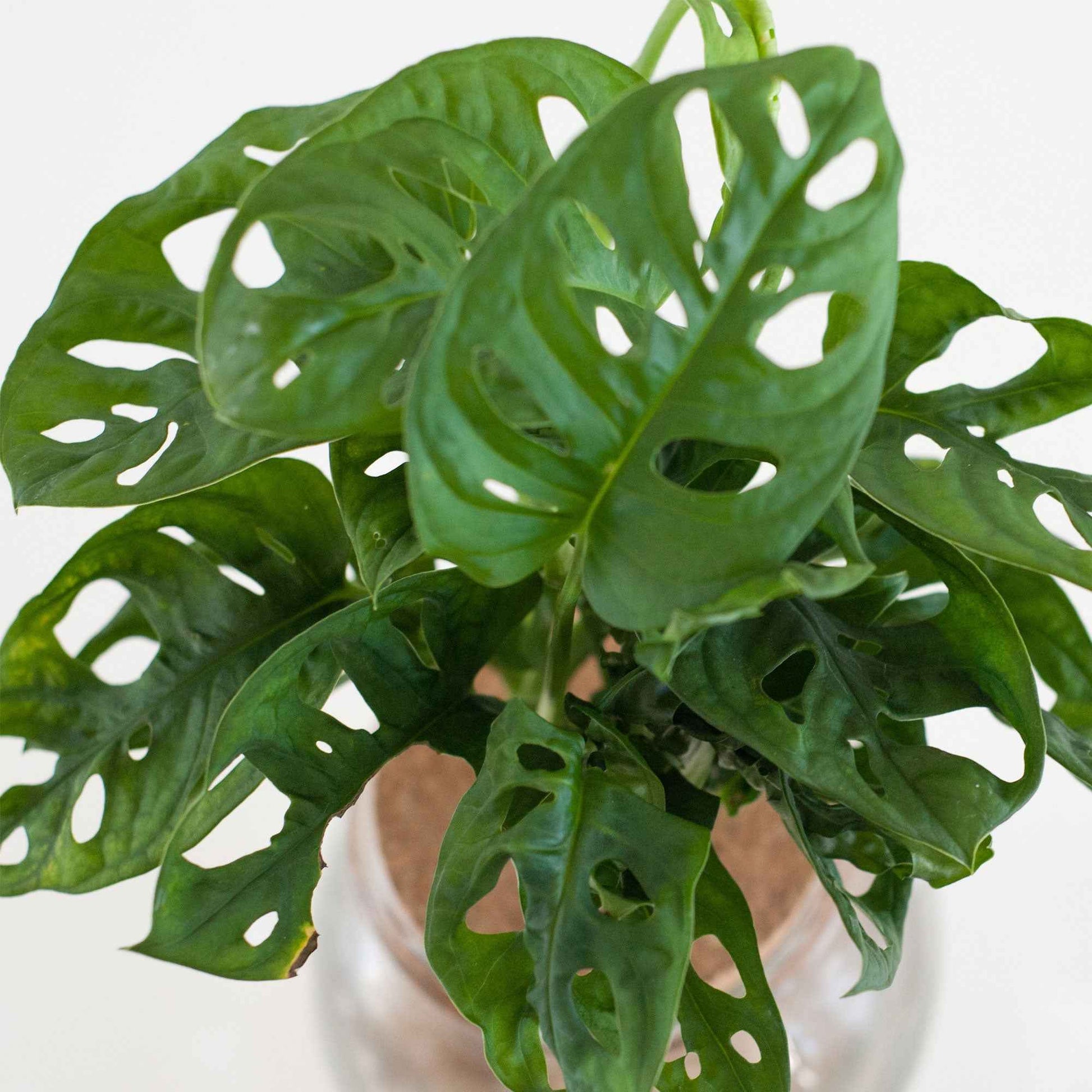 Monstera et son ampoule vase - Monstera - Bakker