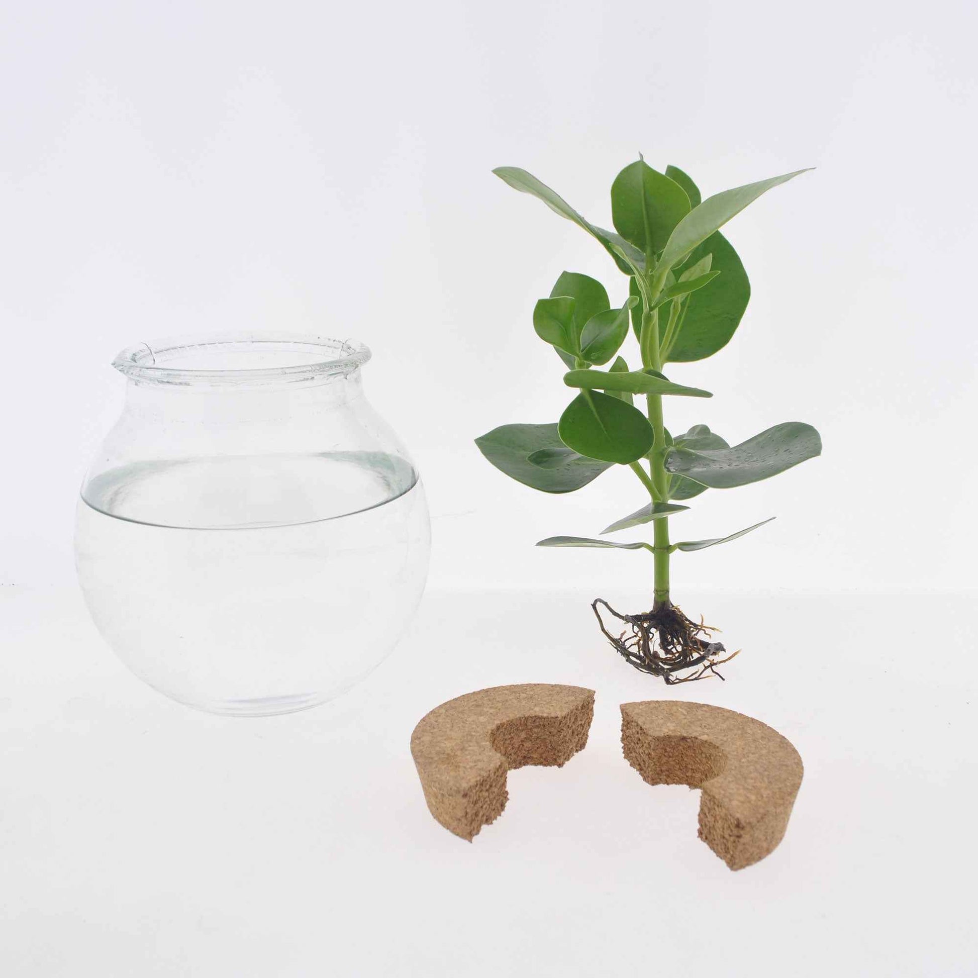 Monstera - Monstera et son ampoule vase - Plantes hydroponiques