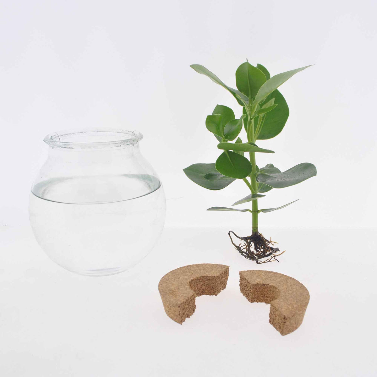 Monstera - Monstera et son ampoule vase - Plantes hydroponiques