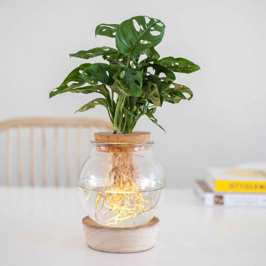 Monstera et son Ampoule vase avec LED - Bakker
