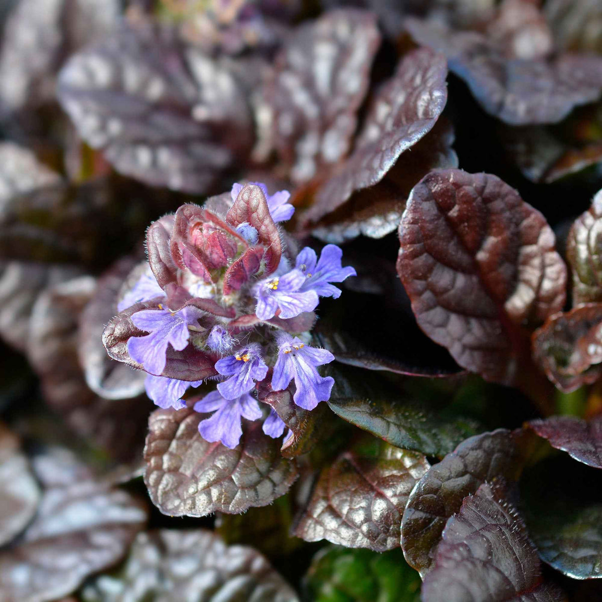 Ajuga reptans Atropurpurea - Bugle rampante Atropurpurea - Bugle
