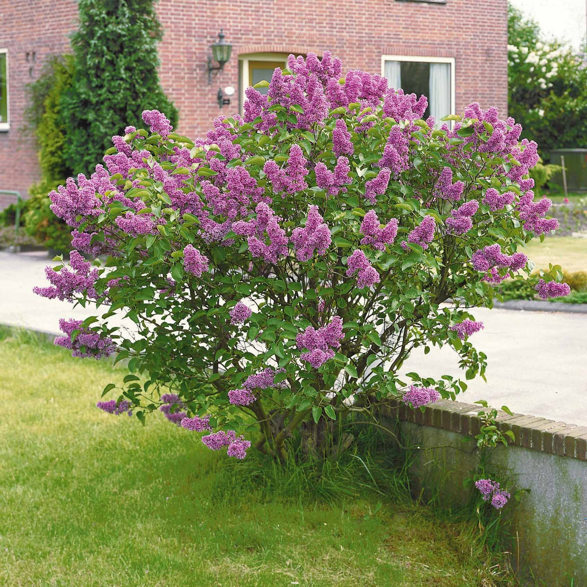 Vente Lilas commun - Syringa vulgaris Andenken an Ludwig Späth