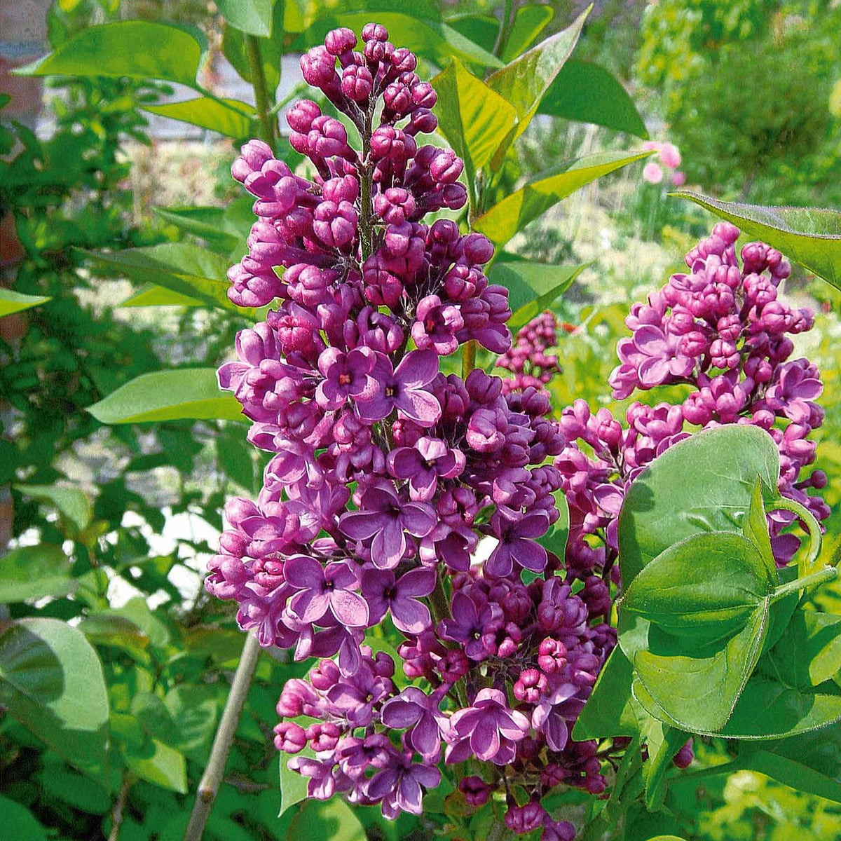 Lilas - Lilas commun - Syringa vulgaris Andenken an Ludwig Späth
