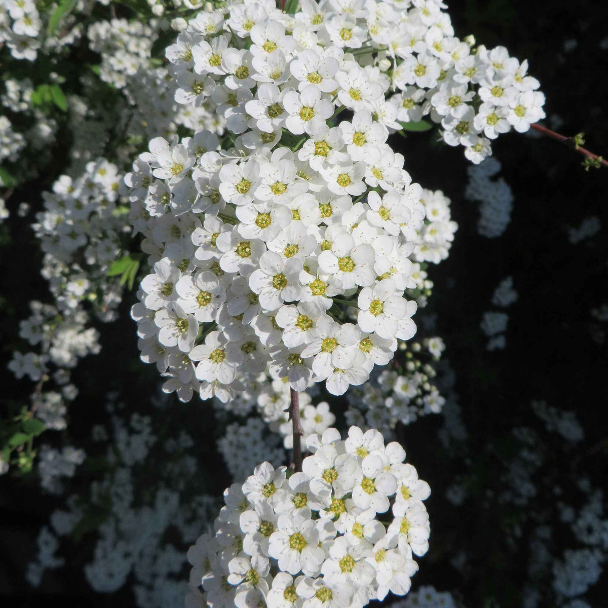 Spirée 'Grefsheim' - Spiraea cinerea Grefsheim - Bakker