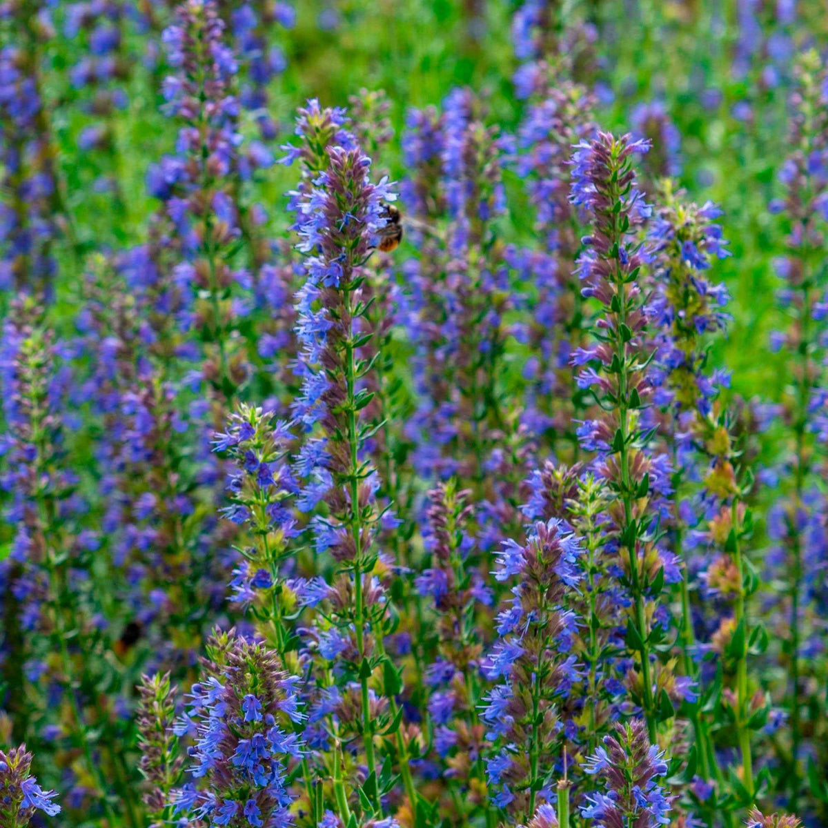 Hysope officinale - Bakker