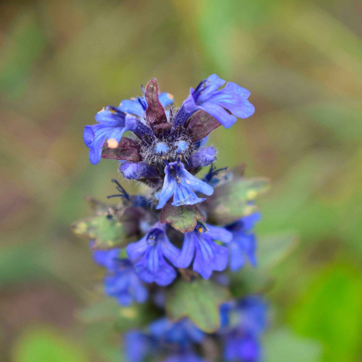Salvia pratensis - Sauge des prés - Sauges