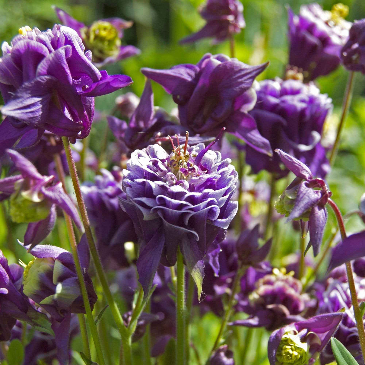 3 Ancolies des jardins Granny's Bonnets en mélange - Bakker