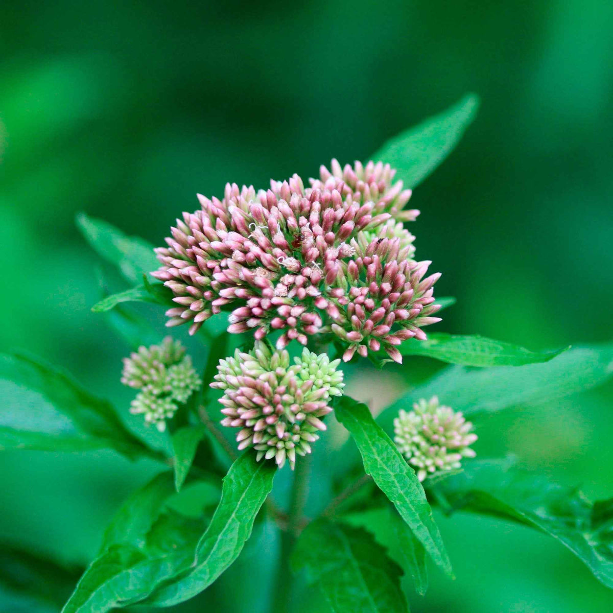 Plantes vivaces - Eupatoire chanvrine - Eupatorium cannabinum