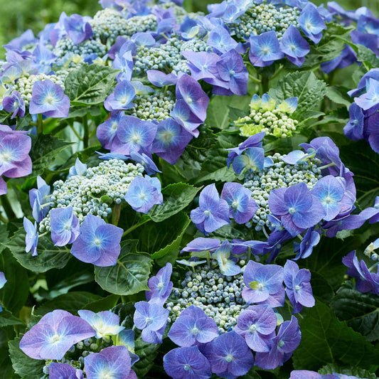 Hortensia 'Teller blue' - Bakker