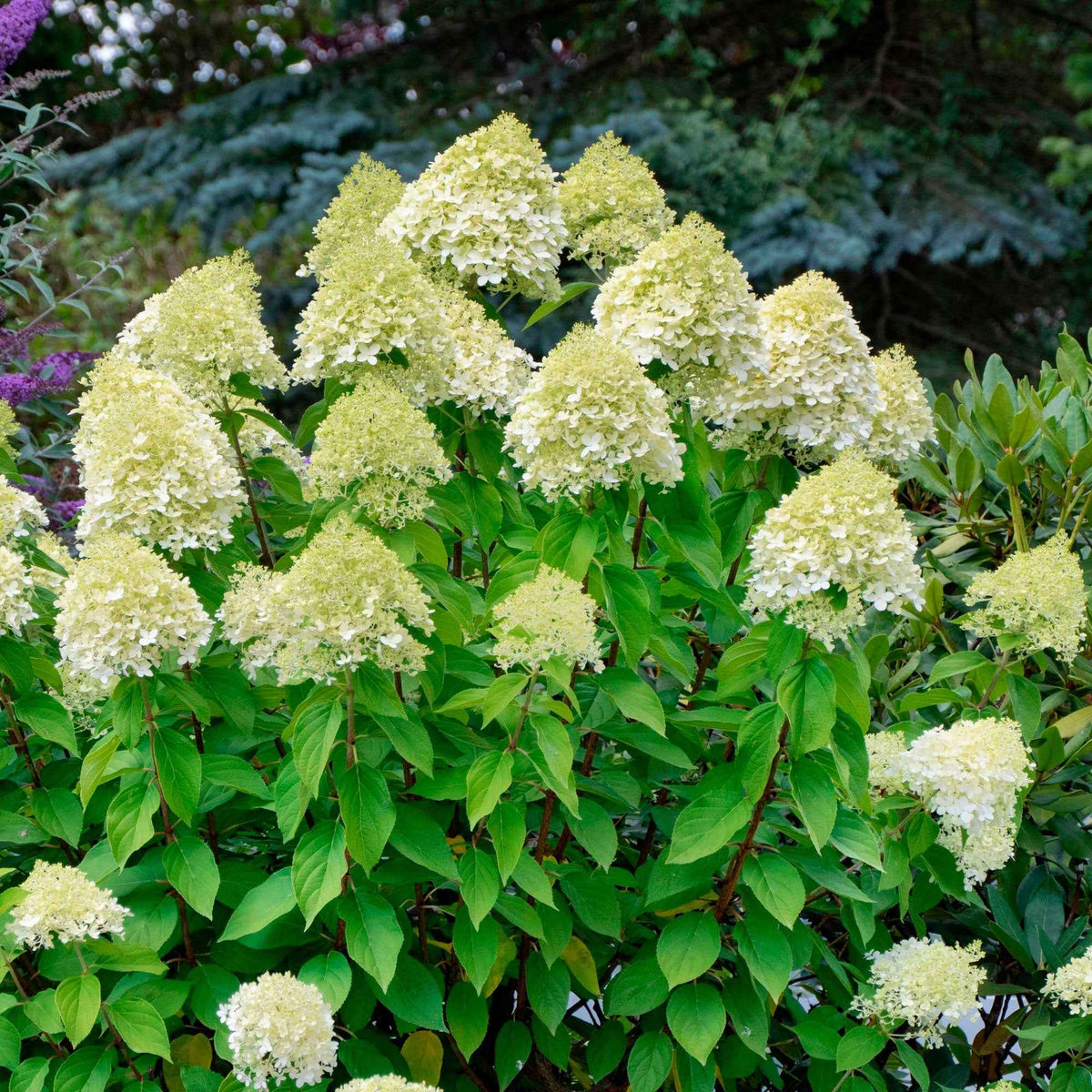 Hortensia paniculé 'Silver Dollar' - Hydrangea paniculata Silver Dollar - Bakker