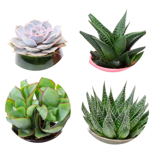 4x Succulente - Mélange avec cache-pot Malta - Ensembles de plantes d'intérieur