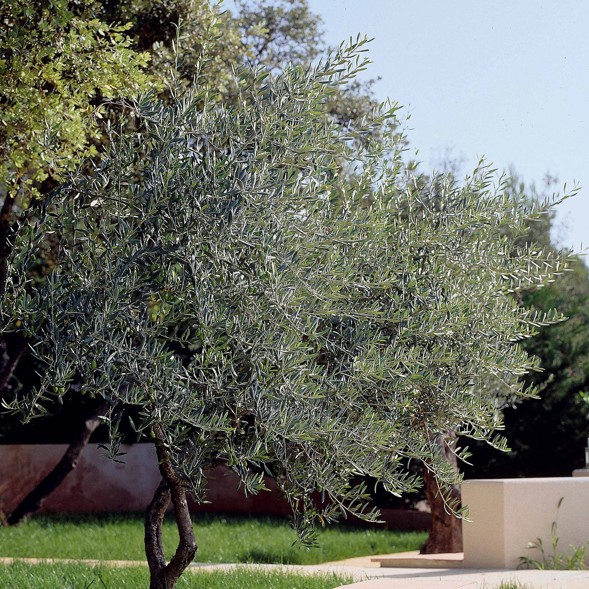 Oliviers - Olivier - Olea europaea