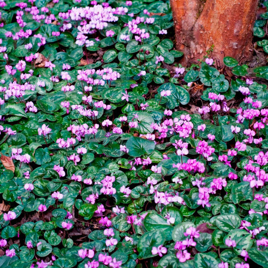3 Cyclamens de l'île de Cos roses - Bakker