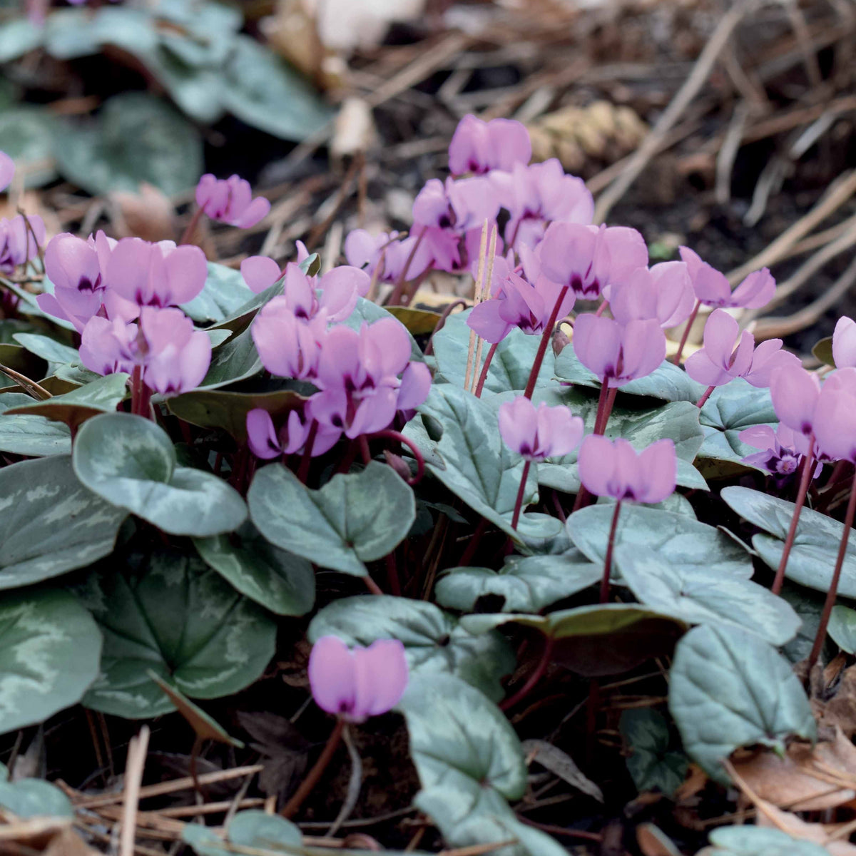 Bulbes d'été - 3 Cyclamens de l'île de Cos roses - Cyclamen coum