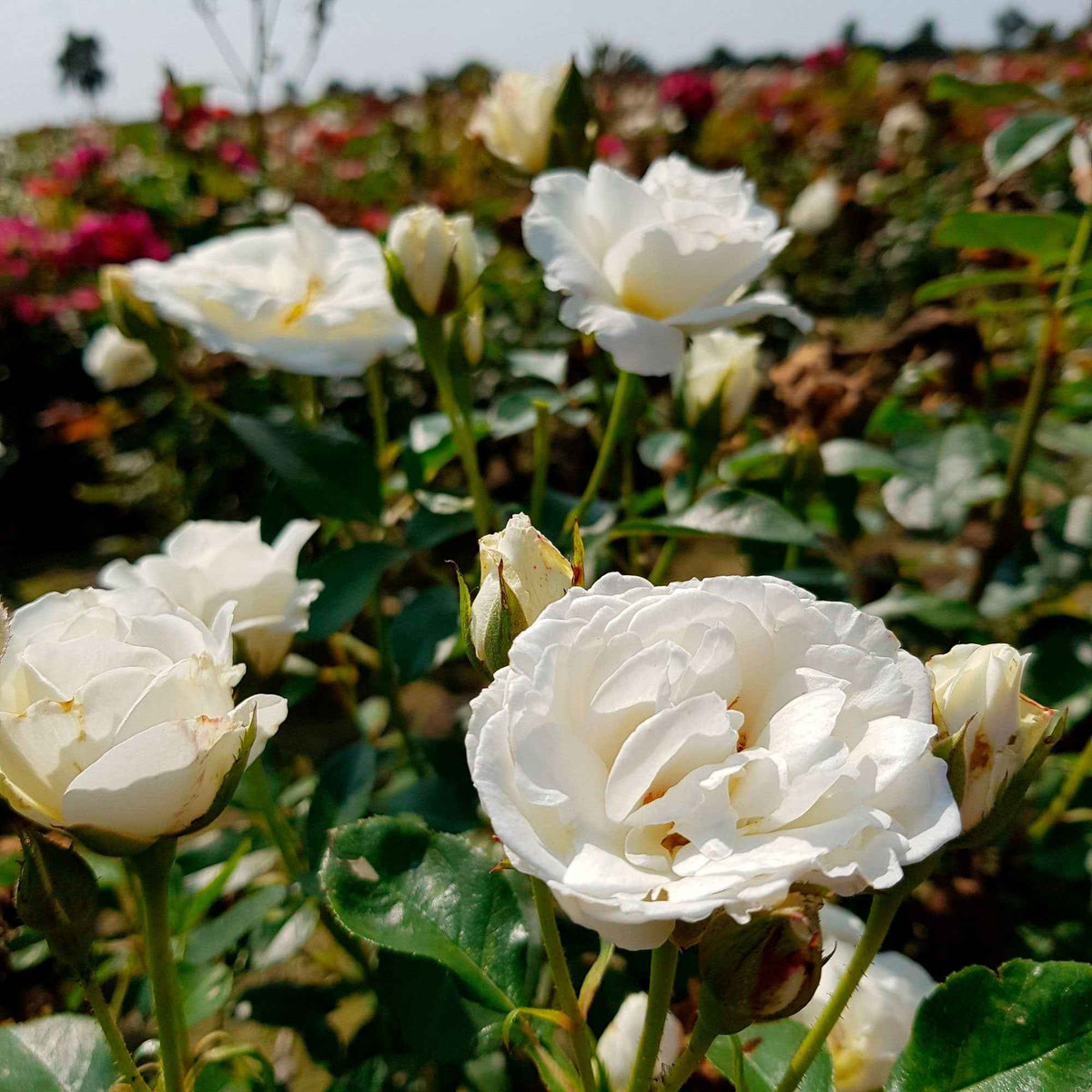 Rosier 'Kristall' - Bakker