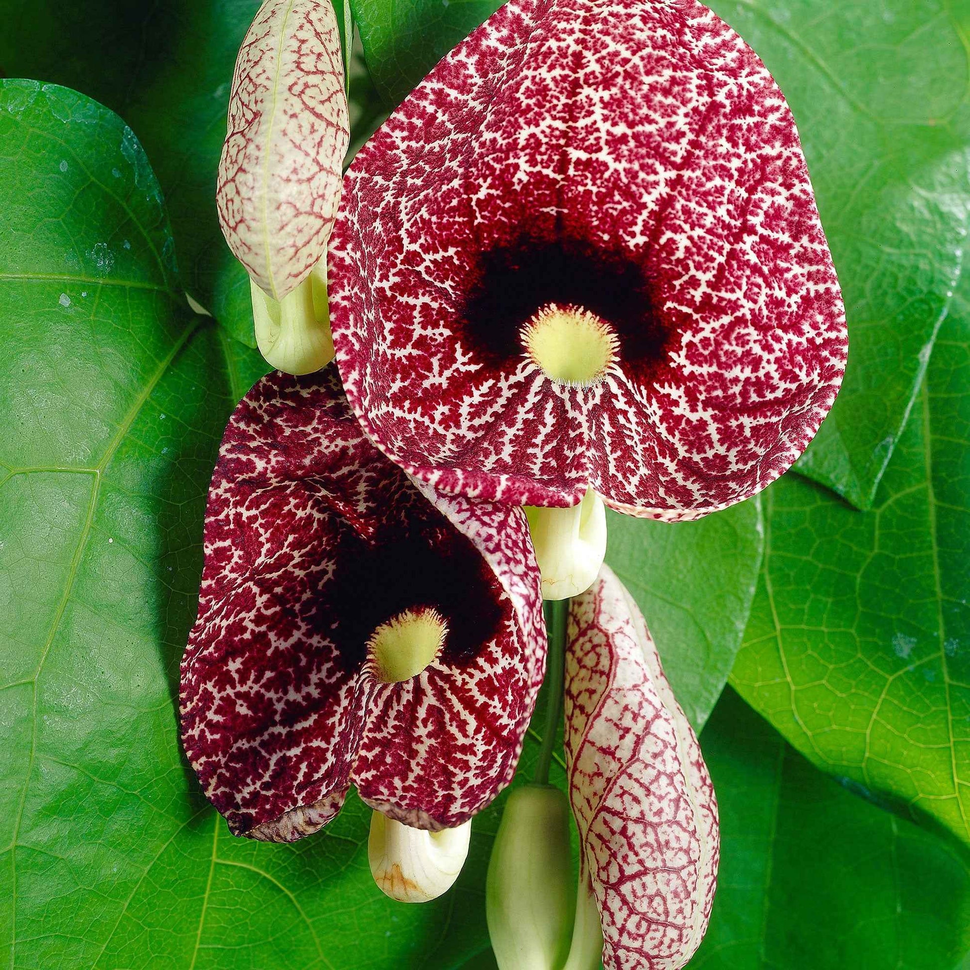 Aristoloche - Aristolochia macrophylla - Bakker