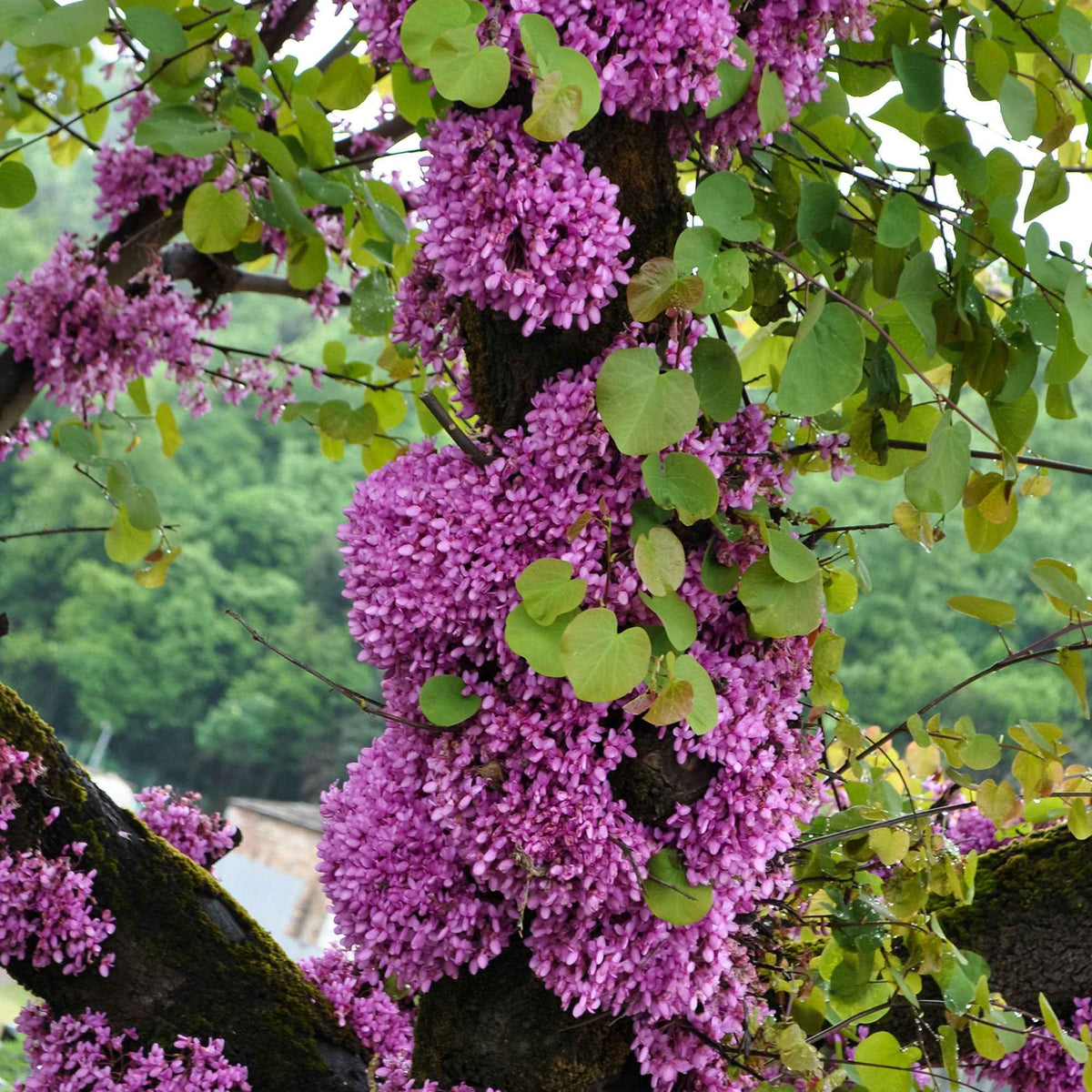 Cercis siliquastrum et forsythia x intermedia spectabilis - Collection de 2 arbustes : Forsythia et Arbre de Judée - Arbustes fleuris