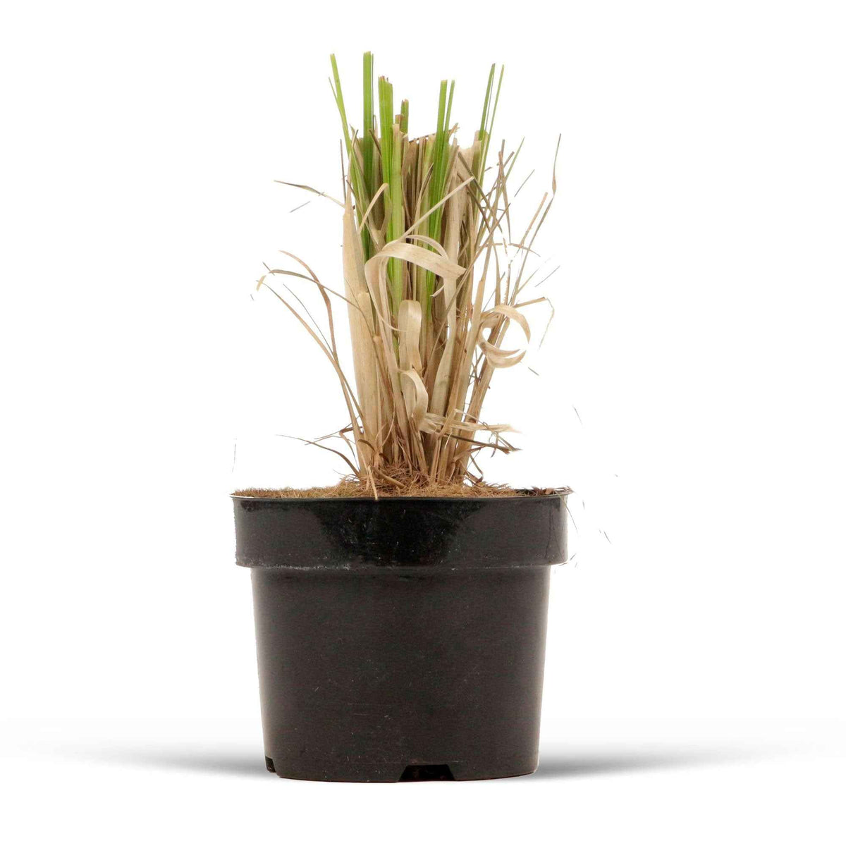 Herbe de la pampa 'Rosea' - Cortaderia selloana rendatleri - Bakker