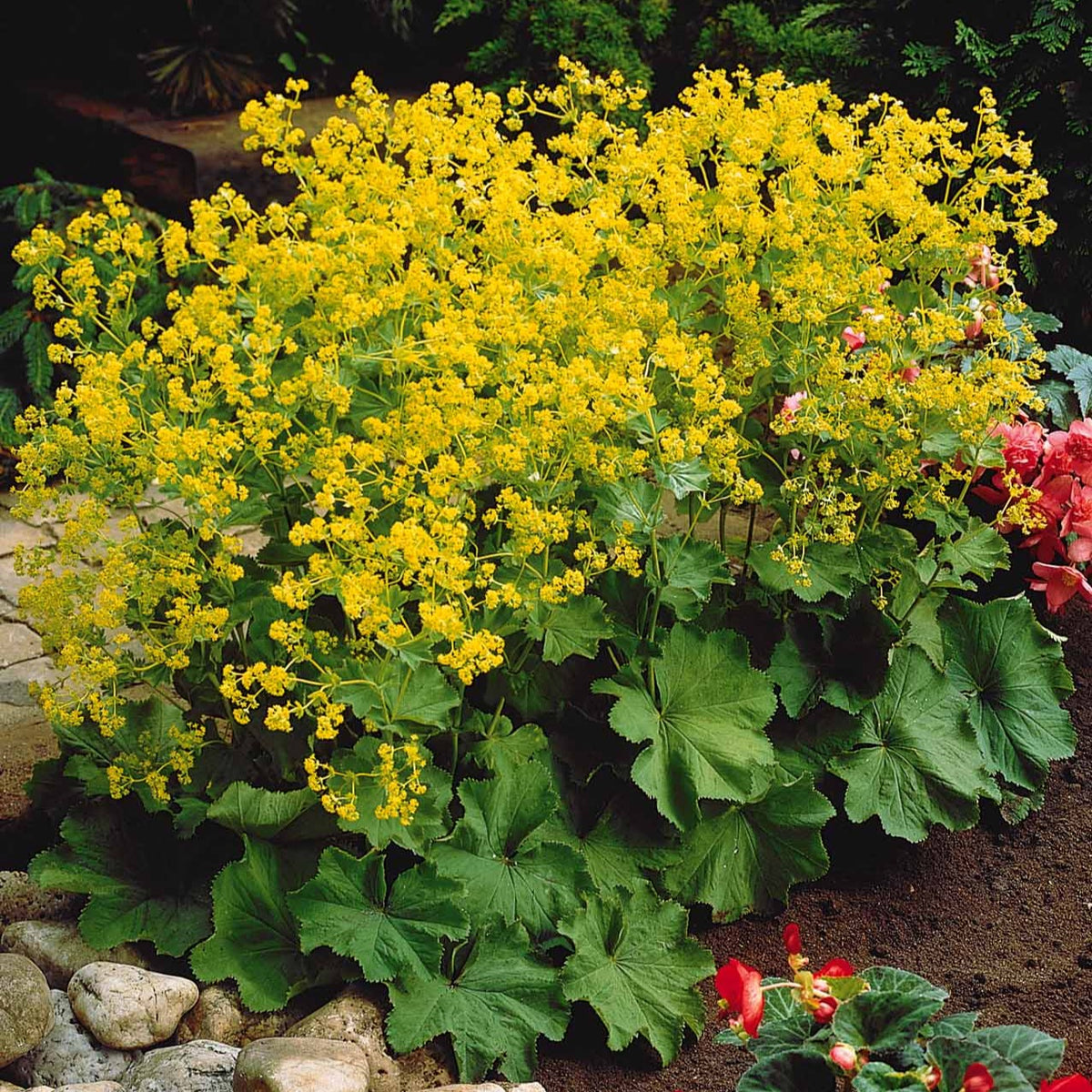 Alchemilla mollis - 3 Alchemilles - Alchémille