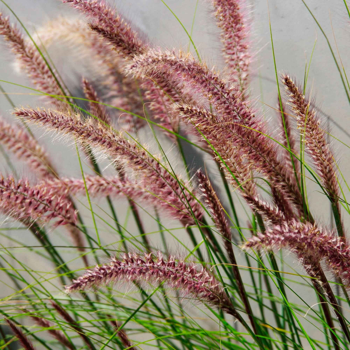 Pennisetum 'Red Head' - Pennisetum alopecuroides red head - Bakker